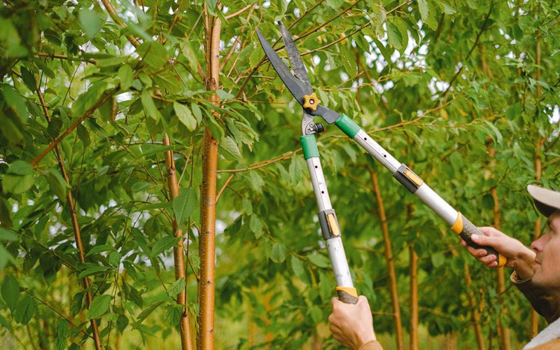Tree trimming in Onalaska, WI